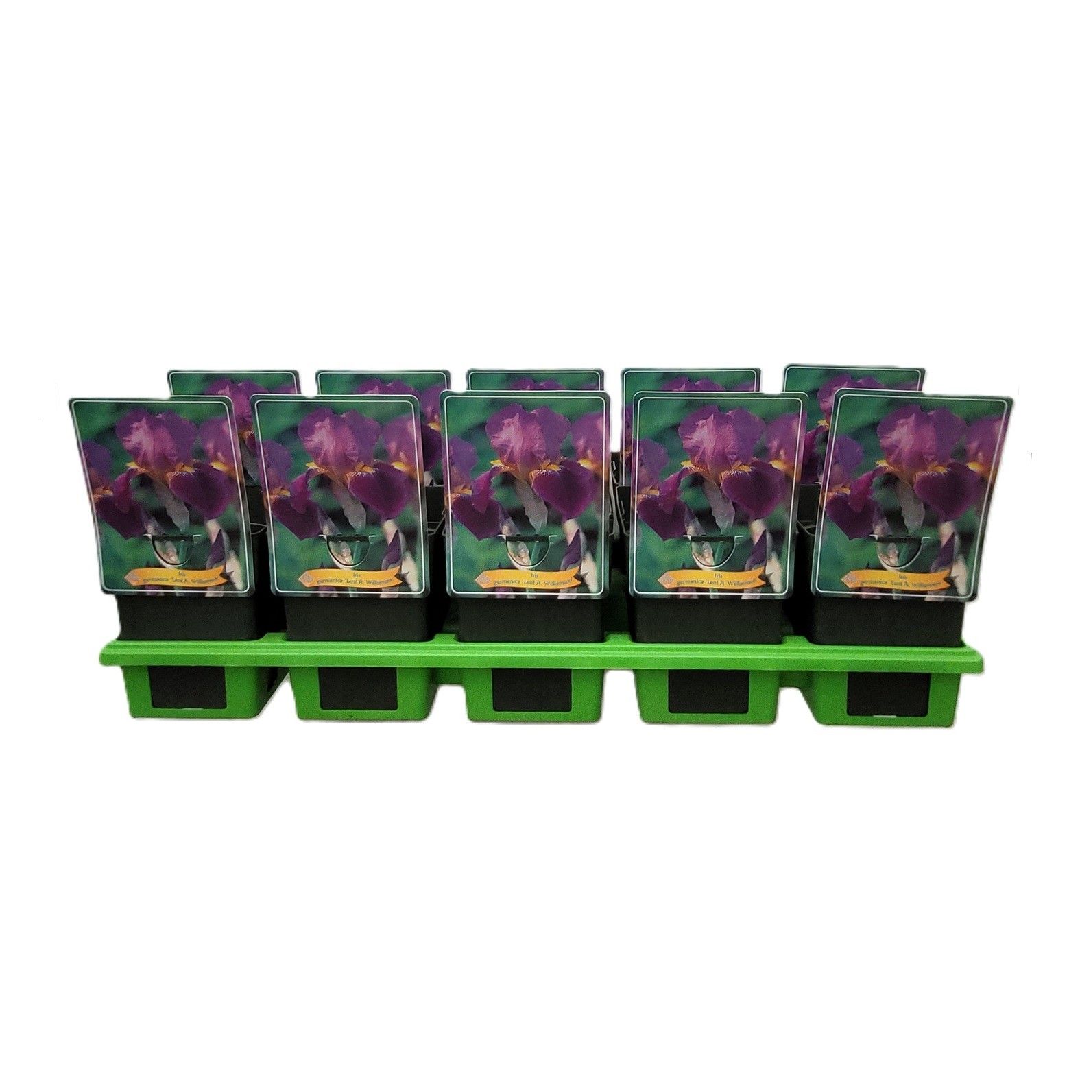 Iris Germanica 'Lent A. Williamson' P11, D 11 cm