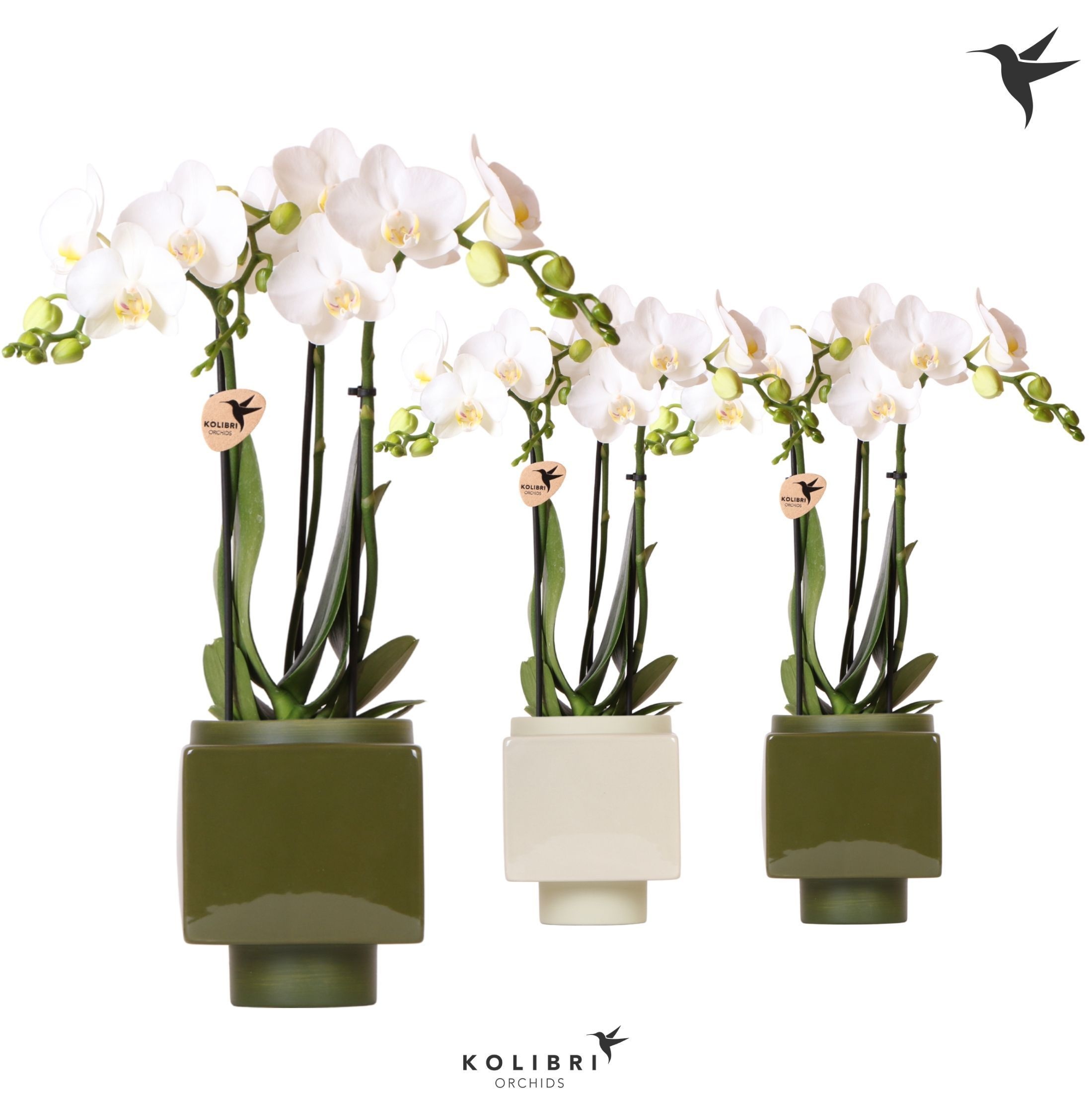 Kolibri Orchids Phalaenopsis 3 spike in Cube pot green mix, D 9