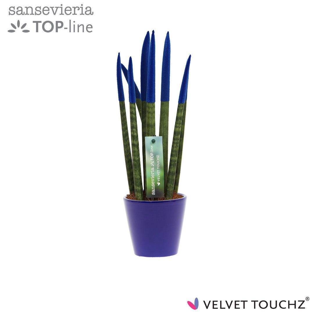 Sansevieria VELVET TOUCHZ® Blauw In keramiek R'dam, D 8,5