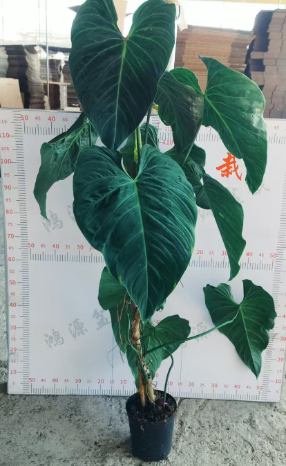 Филодендрон Премиум Флуорескент Потос 21 130-140 21 130