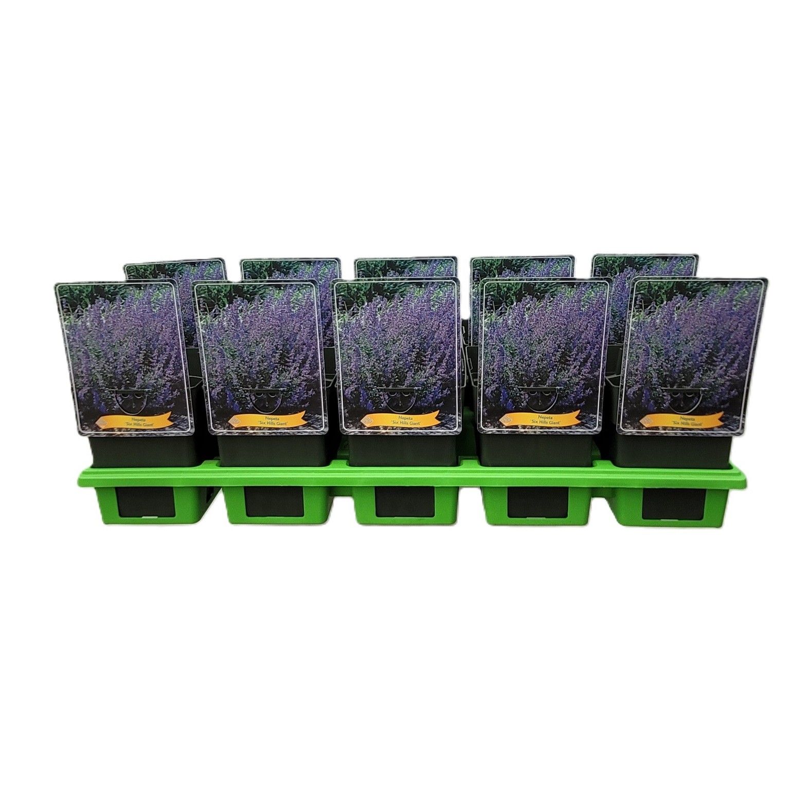 Nepeta 'Six Hills Giant' P11, D 11