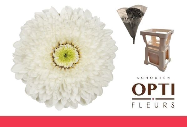 Гермини Помпон Амандо (бел.), шт.