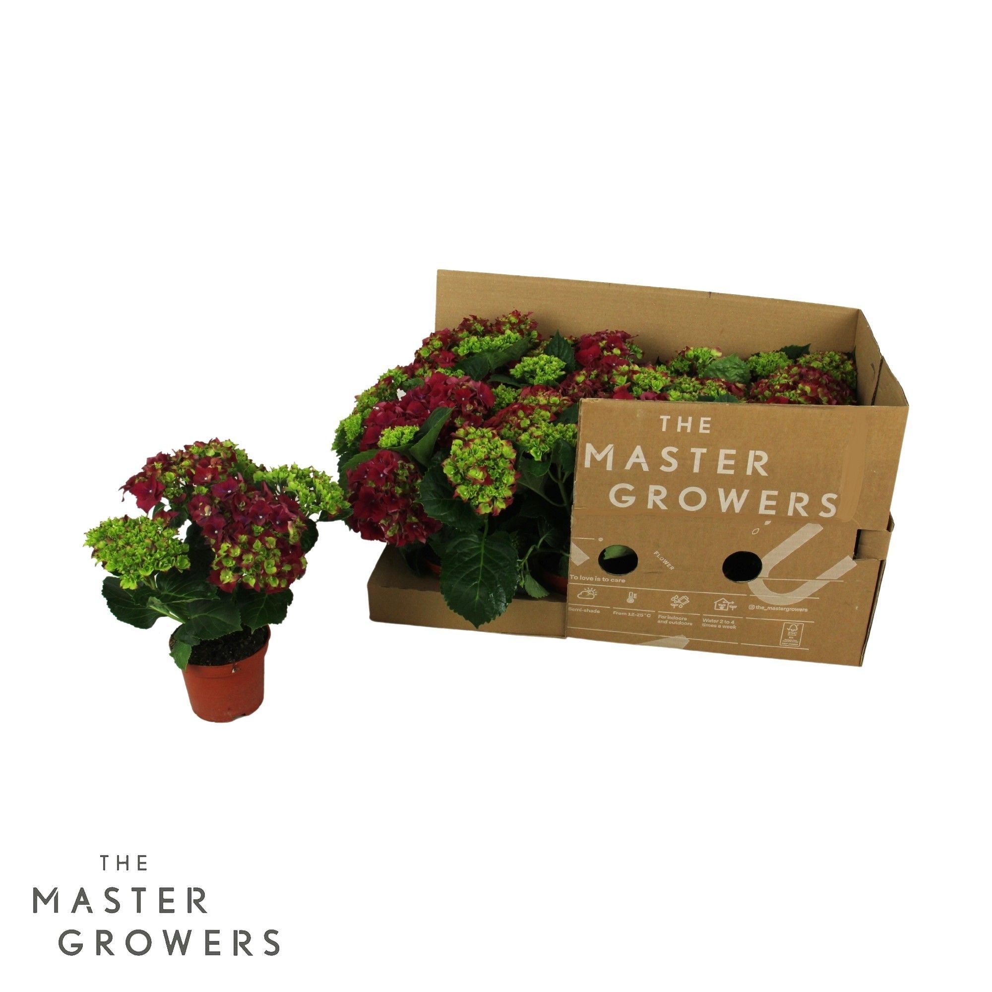 Hydrangea macr. 10cm Rood 3+ bloem ECO, D 10