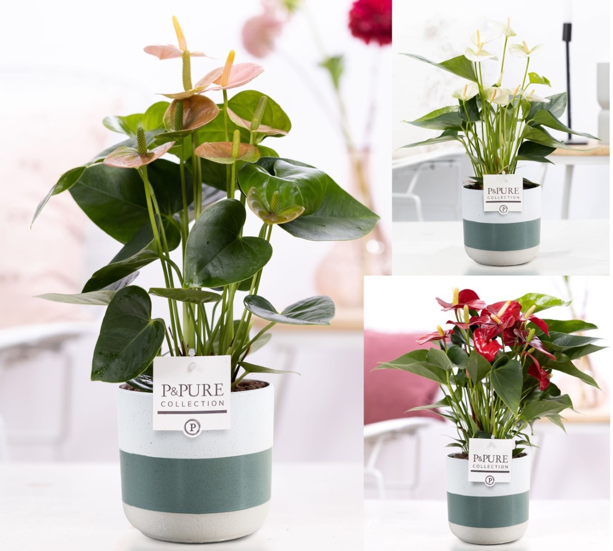 Anthurium mix in P&PURE Lauren ceramics, D 12