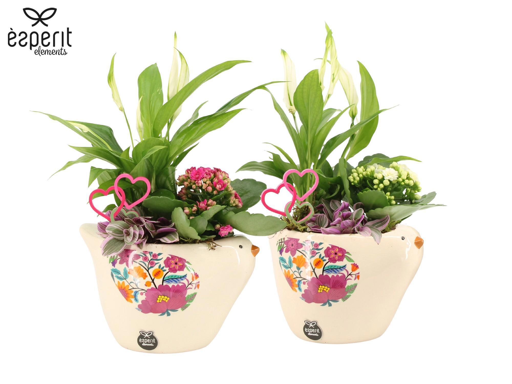 22111: Lovess arrangement, D 14