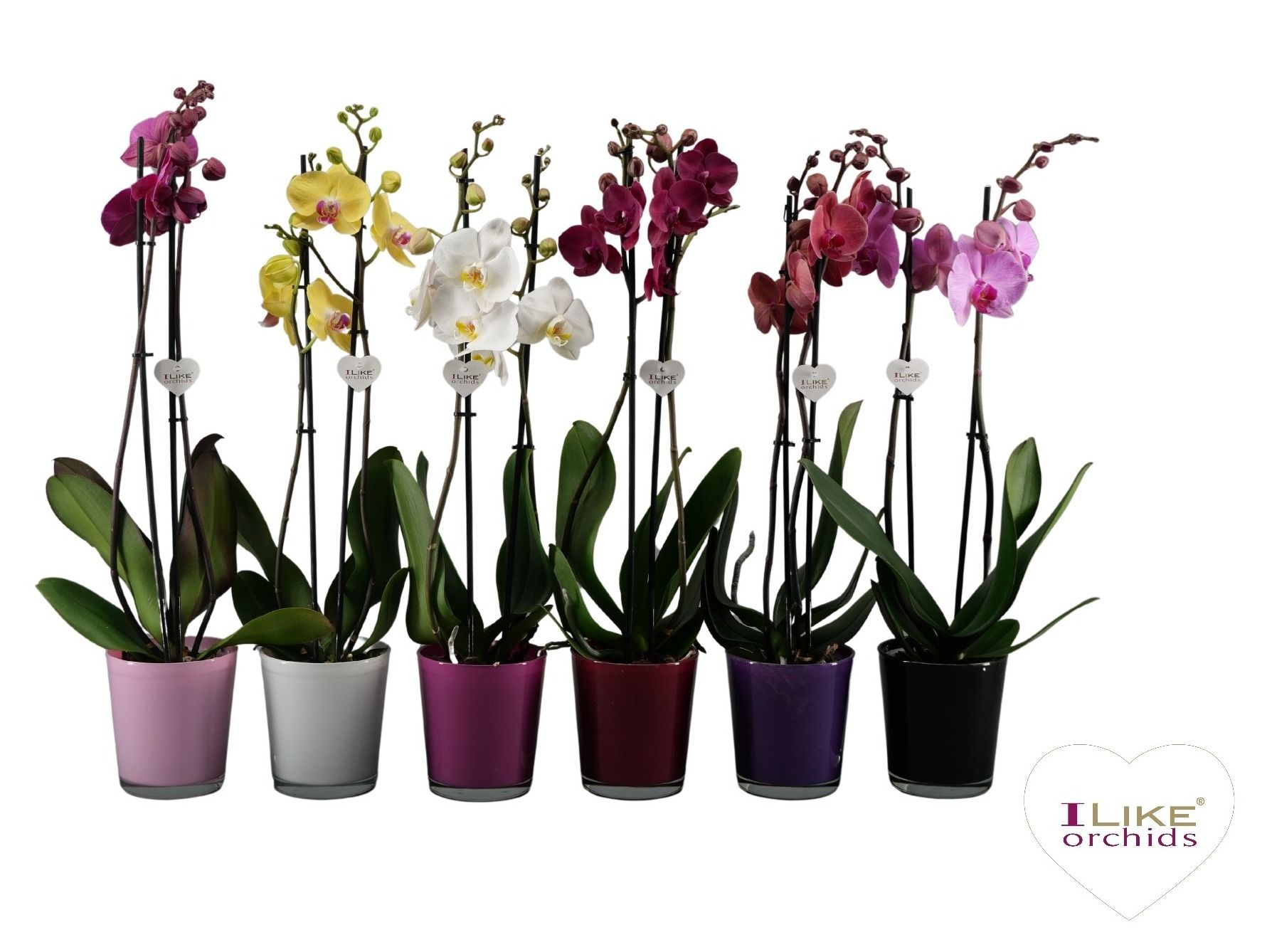 Phalaenopsis mix - 2 tak 70cm in Jackson mix, D 12 cm