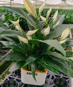 Спатифиллум 180 Лайт Лакшери Краун 18 50