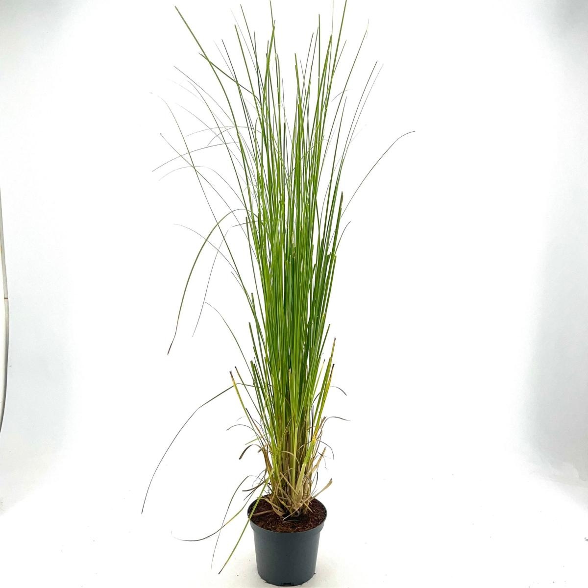 Cortaderia selloana, D 19 cm