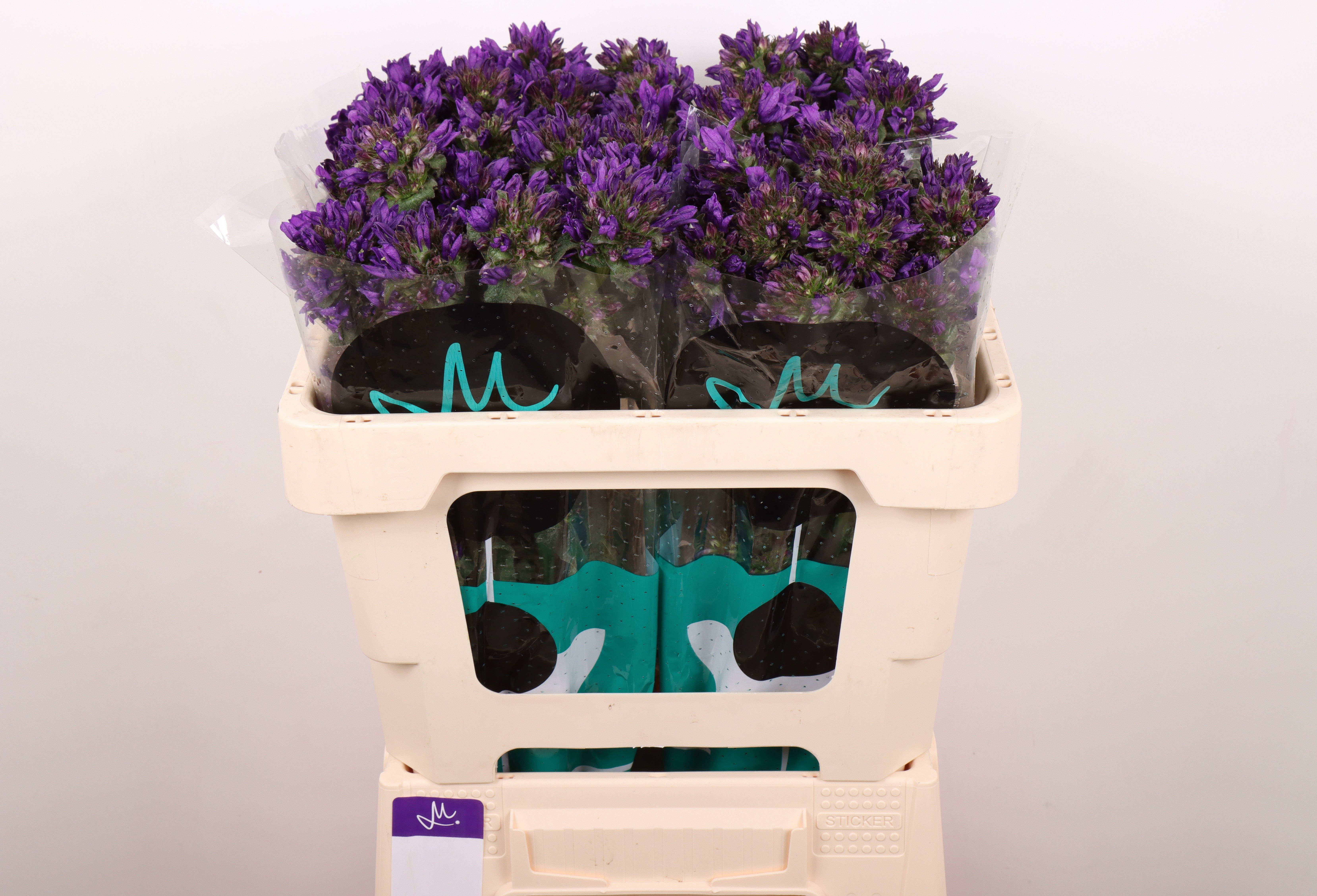 Кампанула Белланова Блю 50, шт. Кампанула Белланова Блю 50, шт.