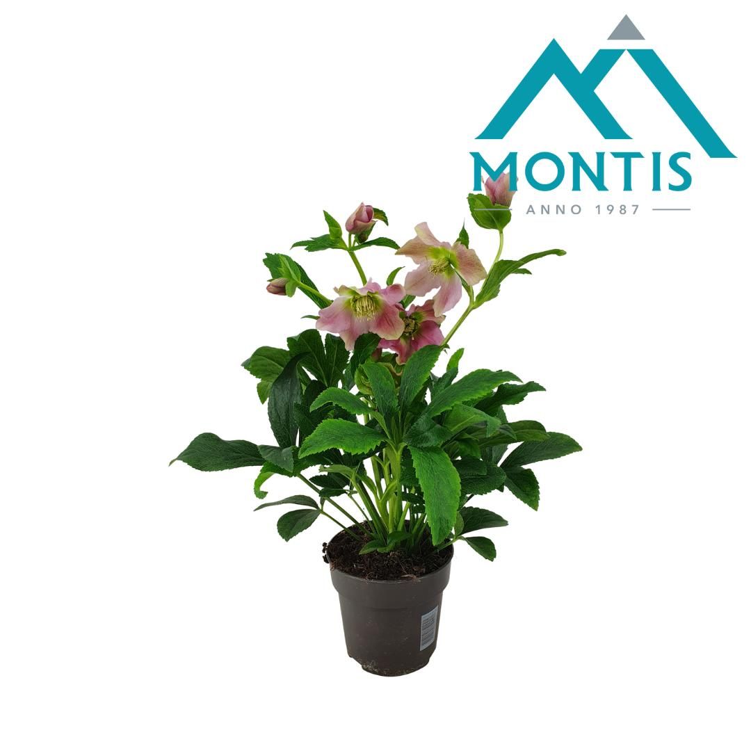 Helleborus Orientalis Early Pink 12 cm, D 12