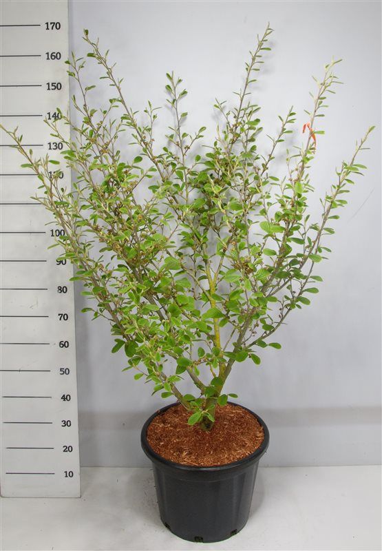 Hamamelis int. 'Arnold Promise', D 48