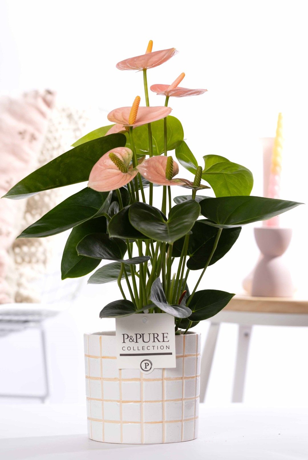 Anthurium pink (Spirit) in P&PURE Tirza ceramics, D 12