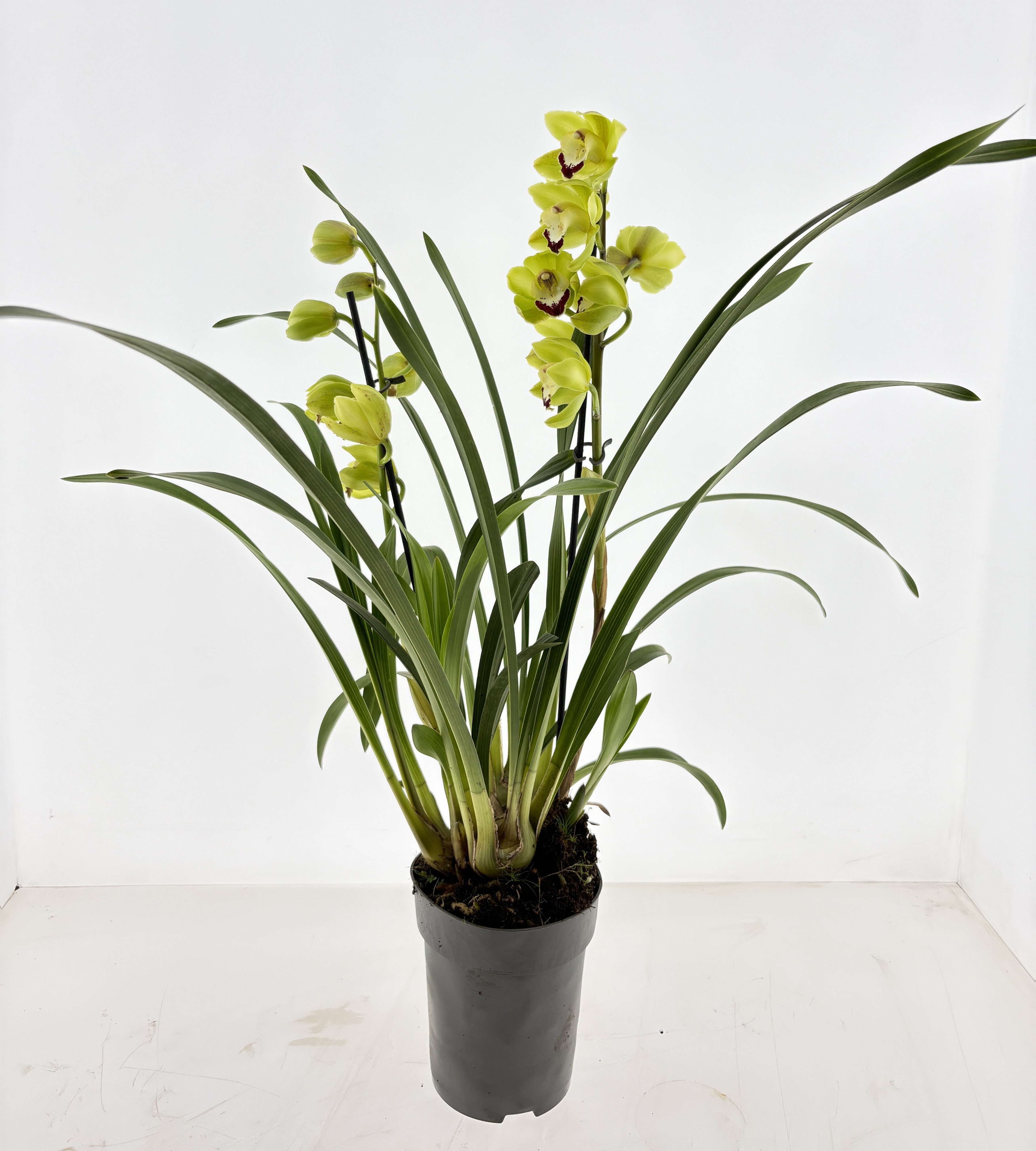 Cymbidium 2/3 -tak Jade, D 15
