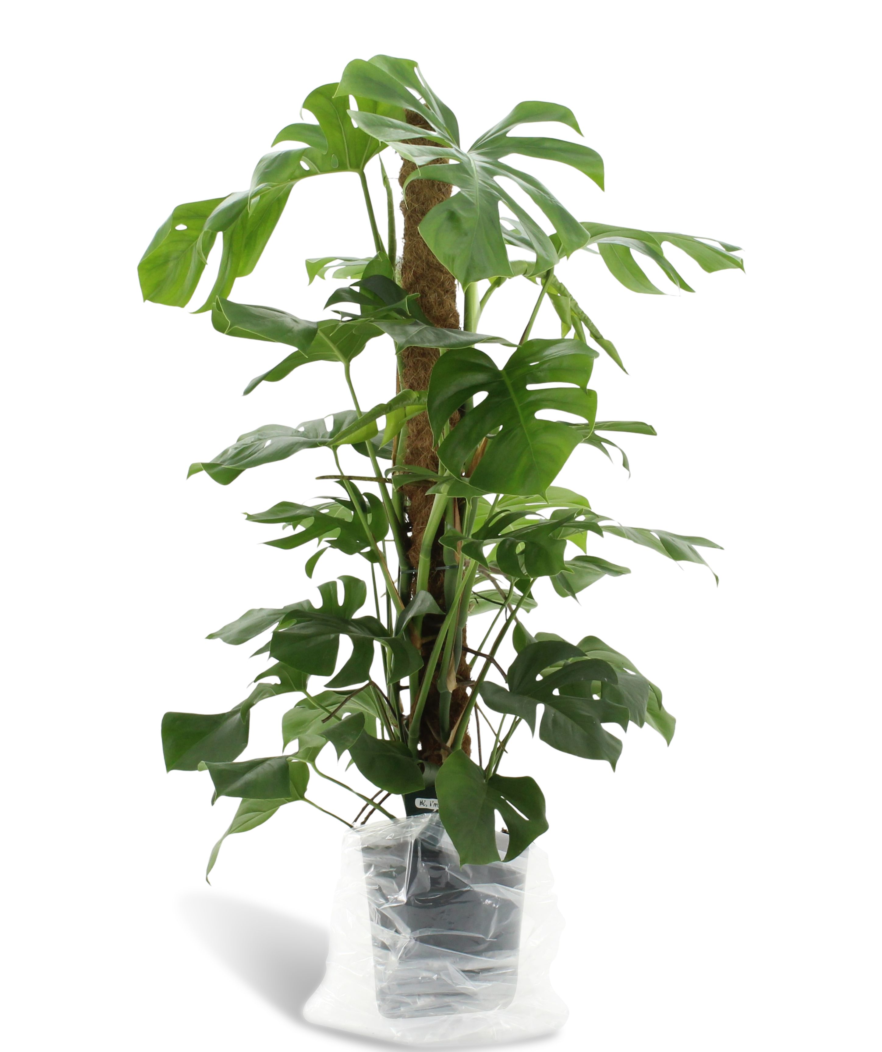 Dikte 2 Monstera Pertusum 120mos, D 24