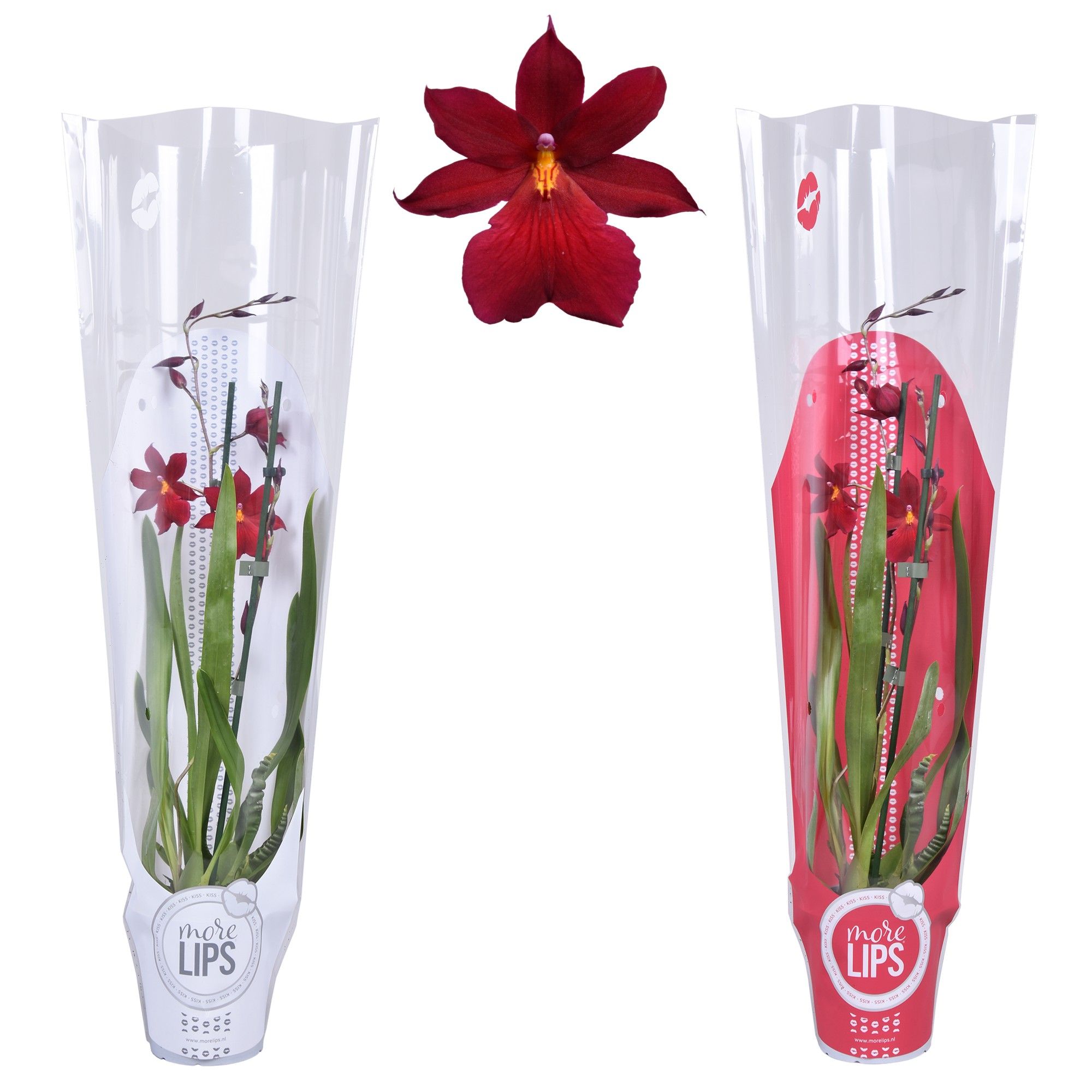 MoreLIPS® Cambria 'Nelly Isler' 2 tak met rode en witte showhoes, D 12
