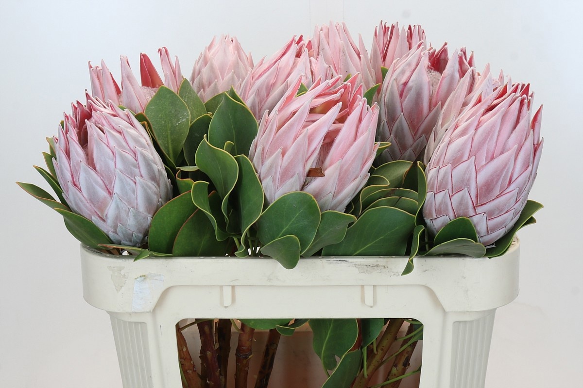 Протея Цинароидес 70, шт.