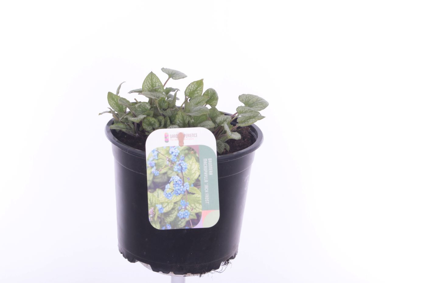 Brunnera macrophylla Jack Frost, D 17