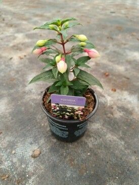 579 DVDS : Pot 10.5 cm FUCHSIA different colors mix, D 10,5