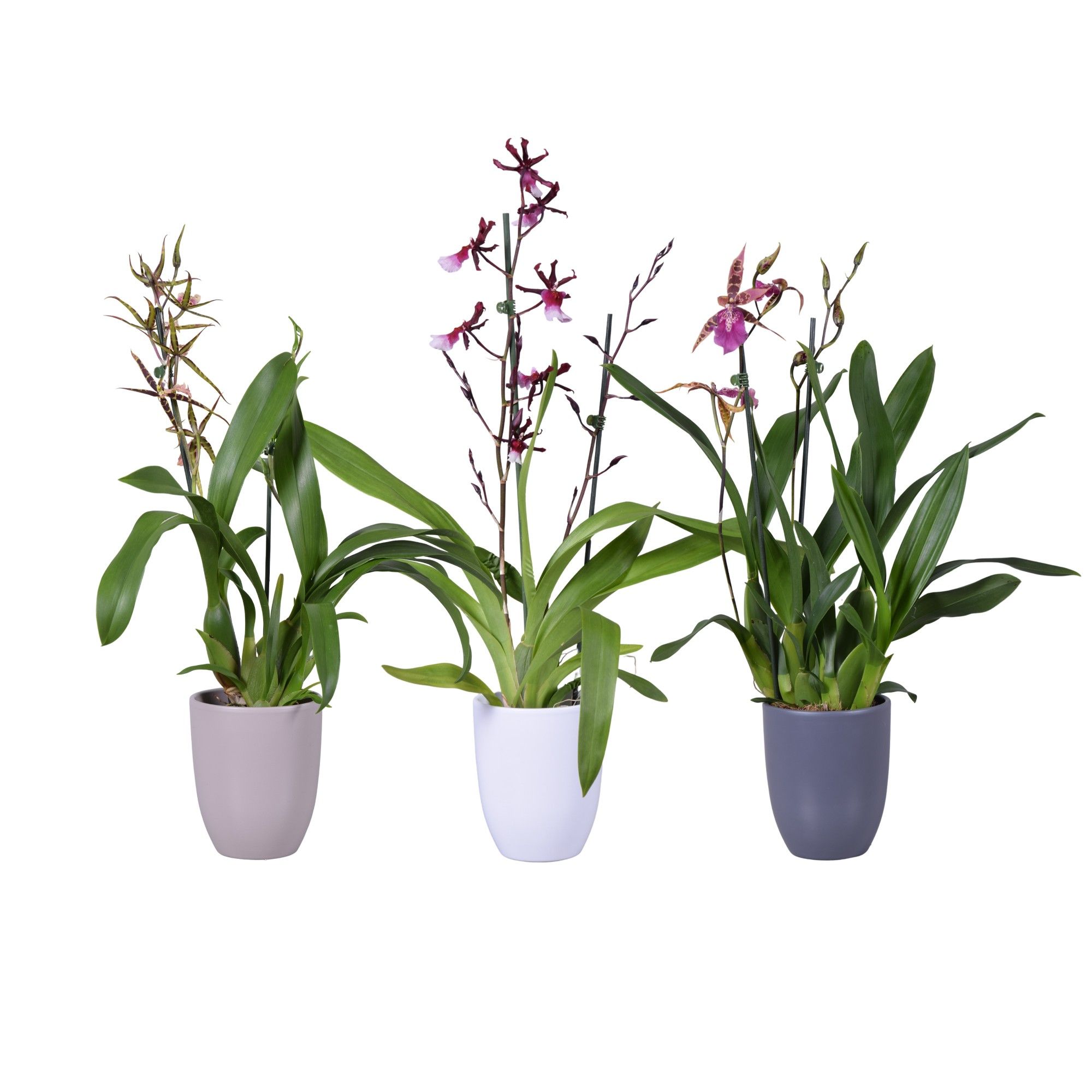 Winter mix 2 tak met taupe, wit en antraciet keramiek, D 14