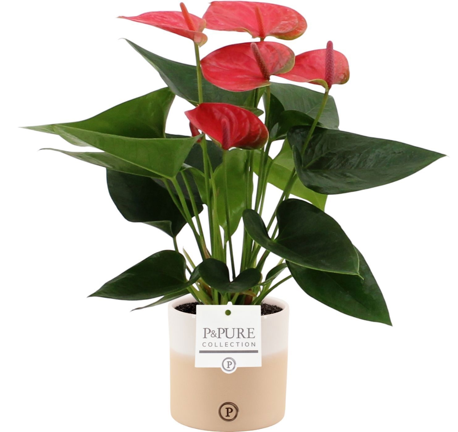 Anthurium Sweet Dream in Pure Rosy ceramics, D 12