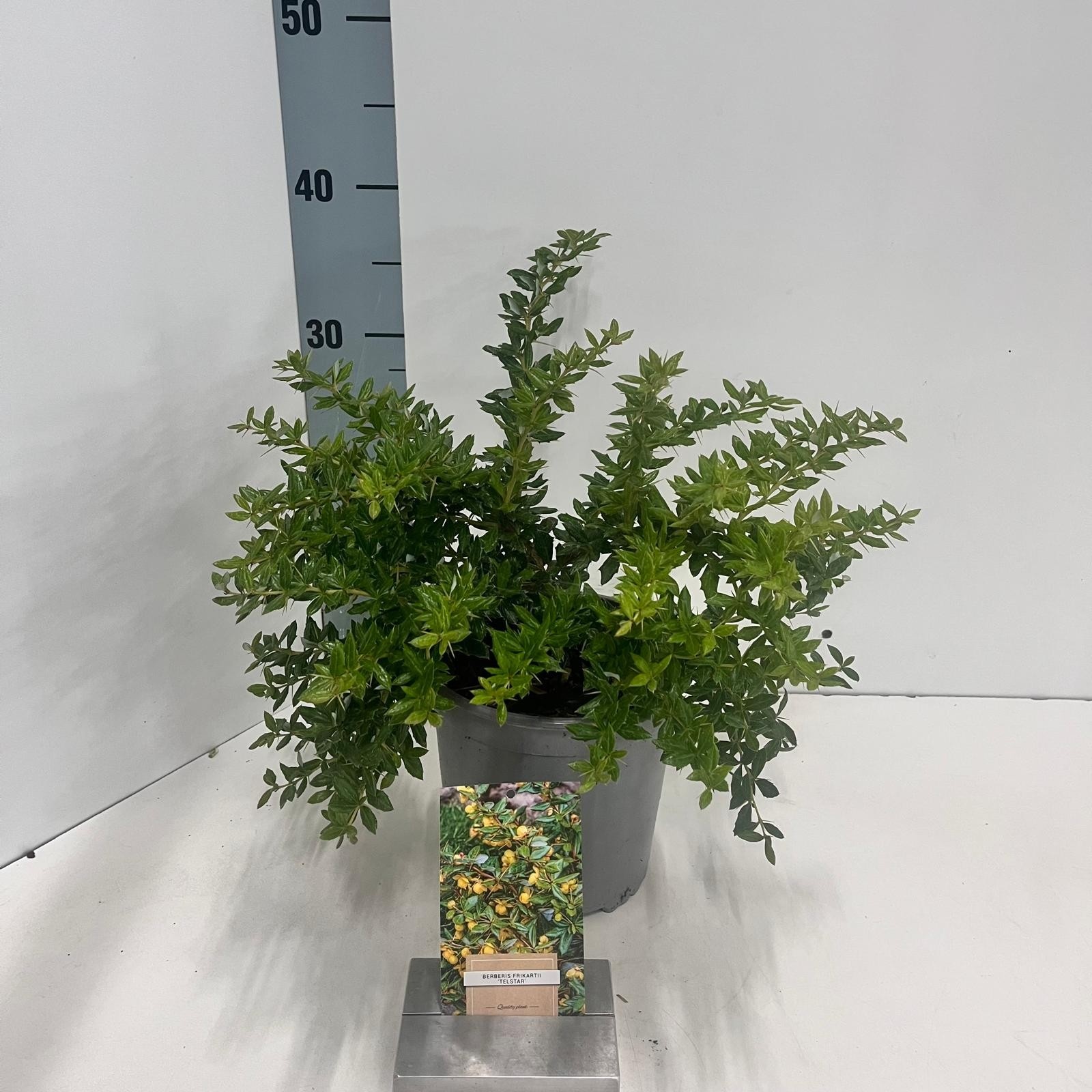Berberis frikartii 'Telstar', D 17