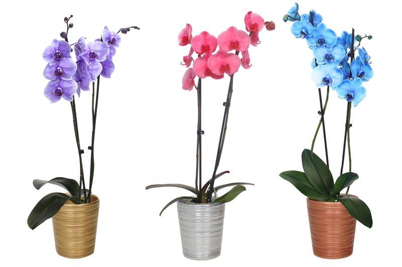 Scratched p12 mix luxury Phal I am mix 2T14+, D 12 cm