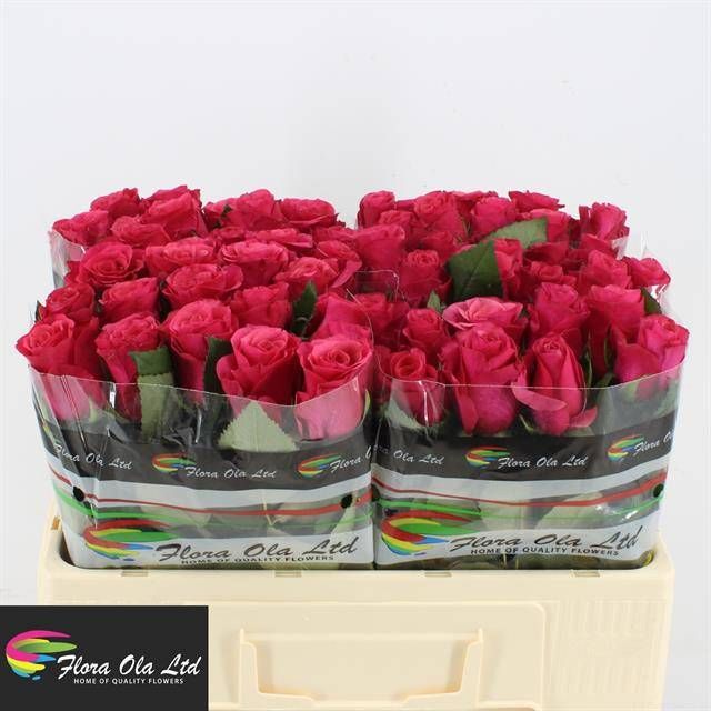 Роза од. Такази+ 50, шт.