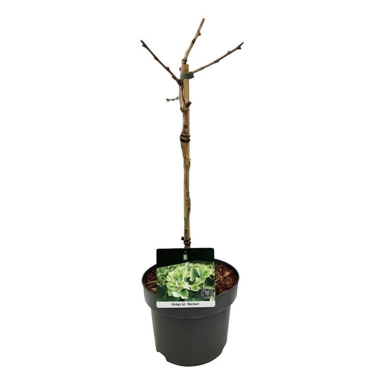 Ginkgo biloba 'Mariken', D 21 cm