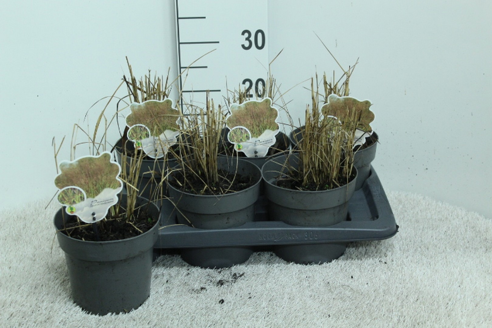 Panicum virg. 'Hänse Herms' P17, D 17