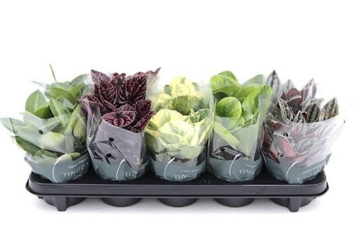PEPEROMIA-HYBRID mix, D 12