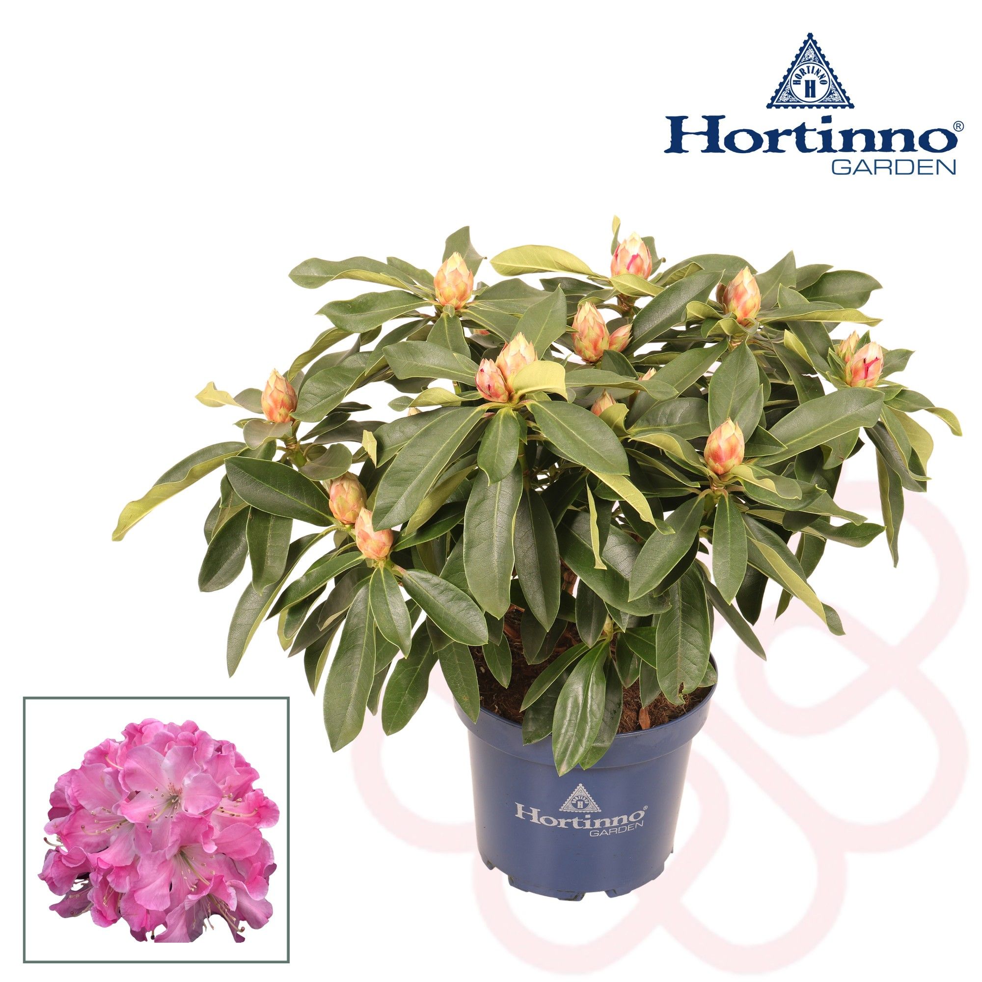 Hortinno® Garden XXL Pink Tiger groen 50 - 60 cm, D 23 cm