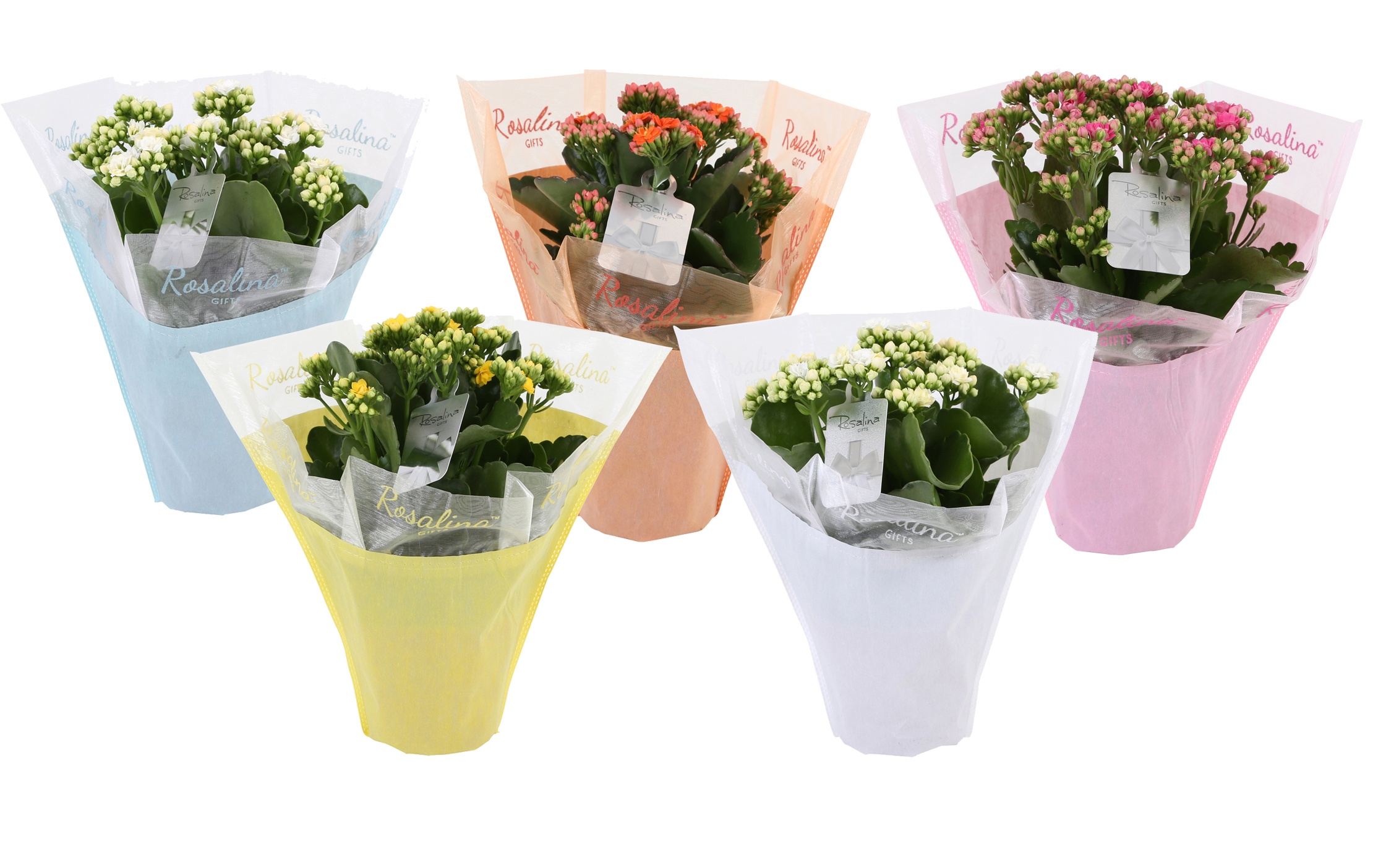 KP-729.1 - Kalanchoe Rosalina 12cm in pastel gifts ., D 12
