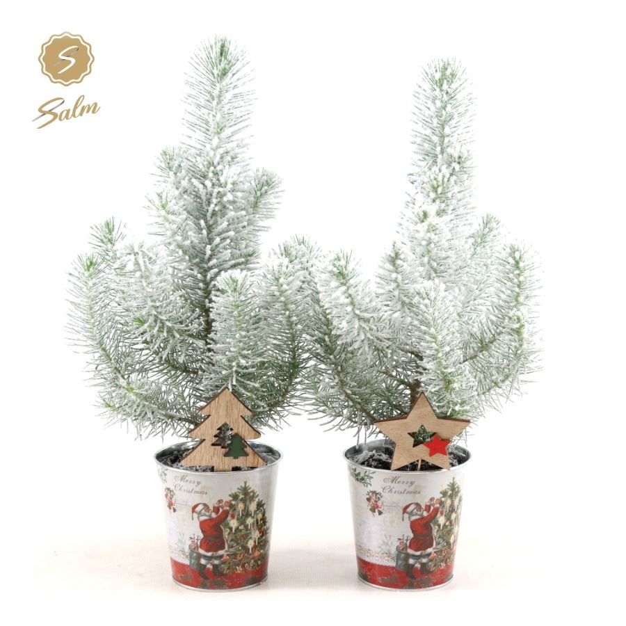 Pinus pinea 'Silver Crest' P10,5 in Zinc Santa + Snow + Deco - Tree/Star, D 12 cm