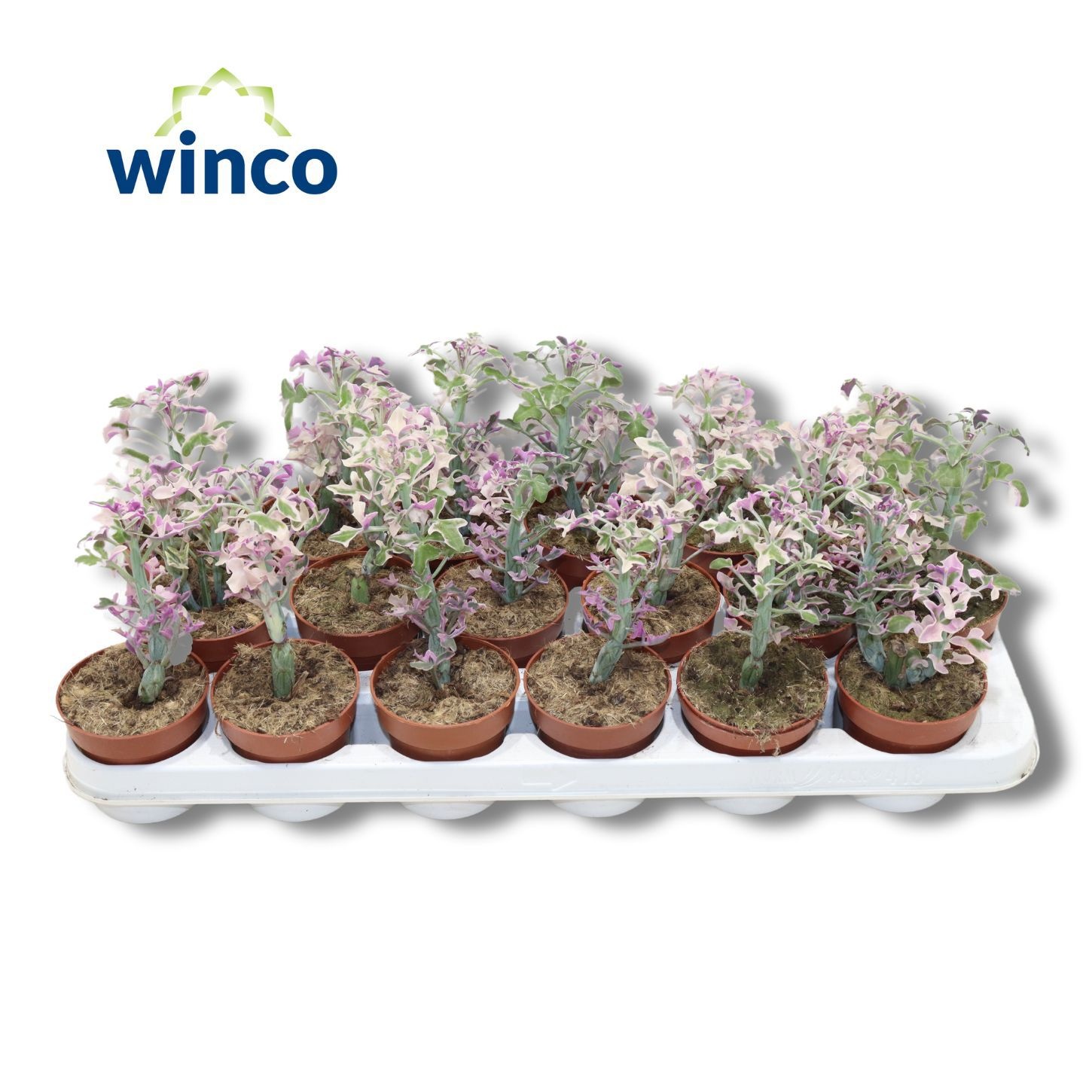 Senecio Articulatus Variegata, D 8,5