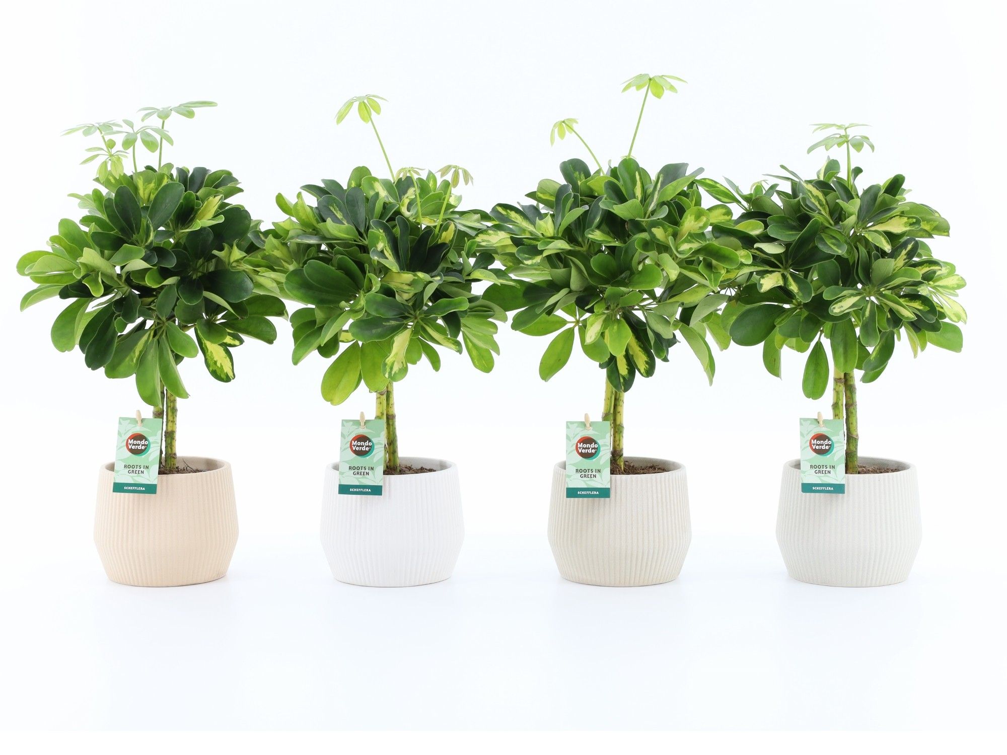 Schefflera Gold Capella in Sandy keramiek, D 15