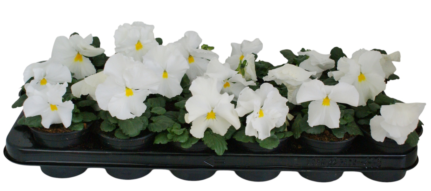 Viool F1 zuiver wit p9, D 9