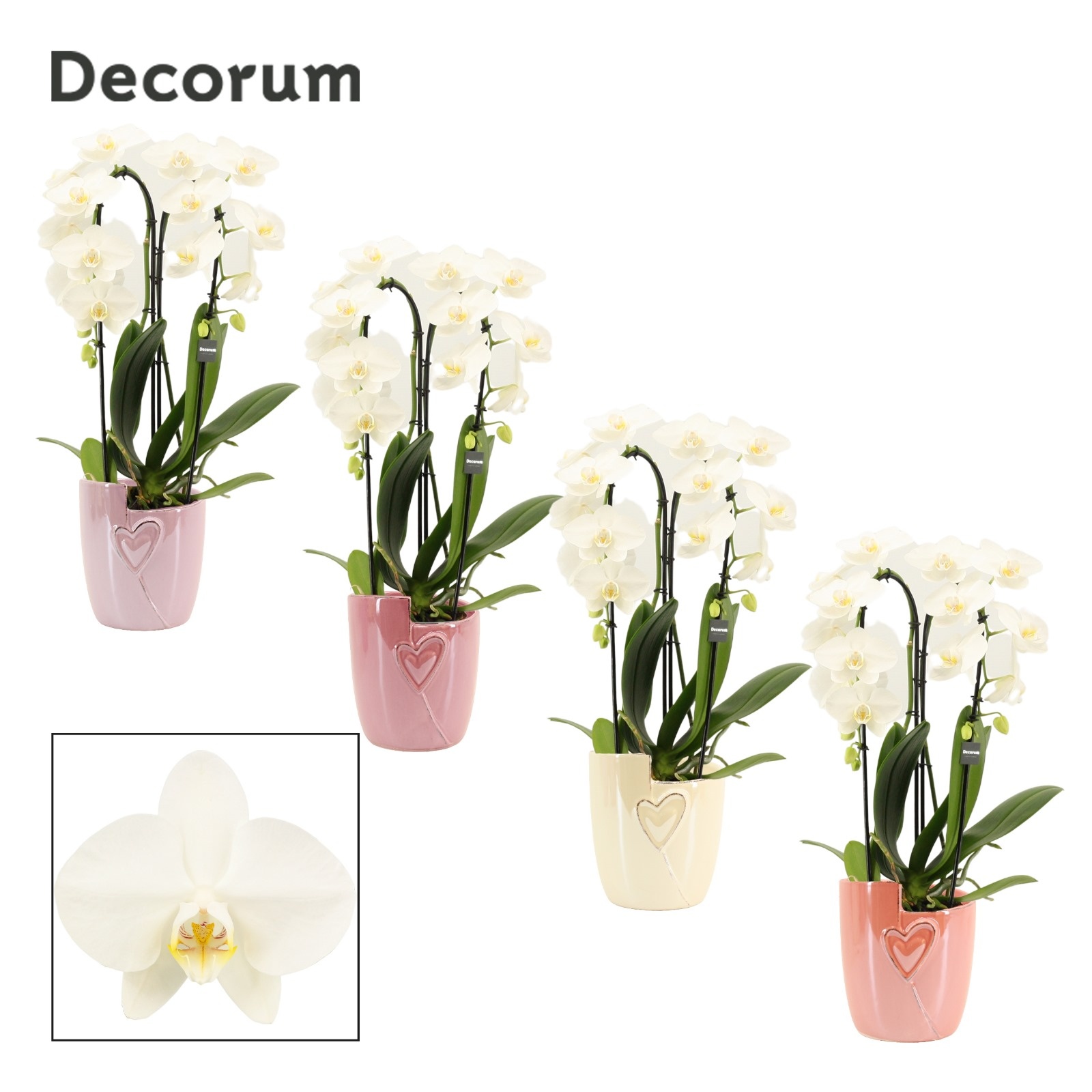 Phalaenopsis cascade 2 tak wit in Joa(Special moods -collection), D 12