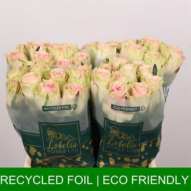 Роза од. Фруттето 40, шт.