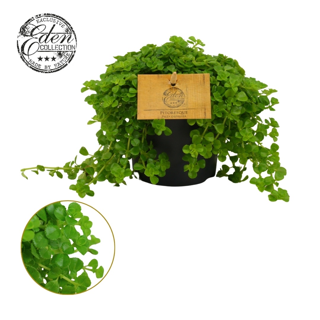 Pilea Depressa 10,5cm, D 10,5 cm