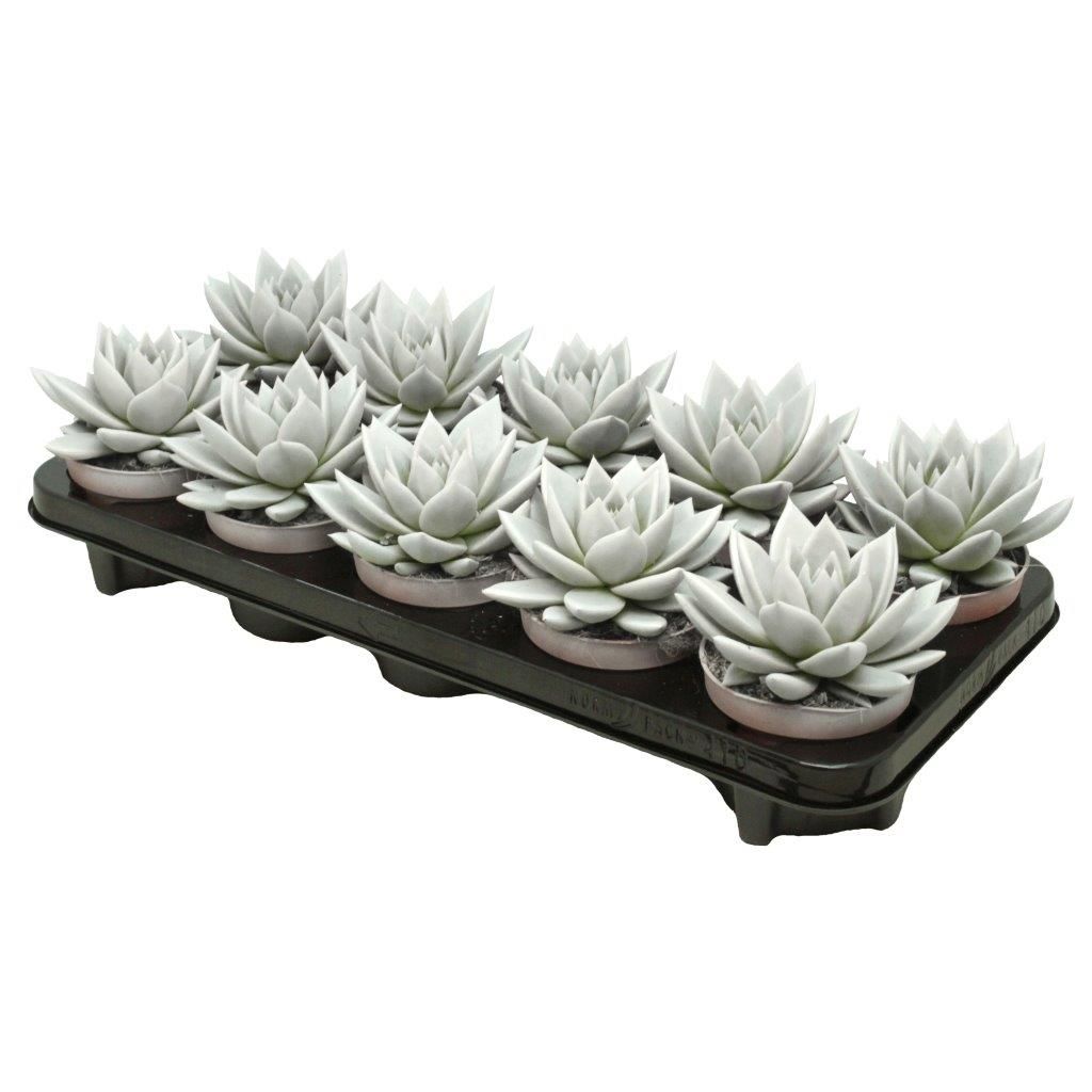 Miranda coloured white, D 10,5