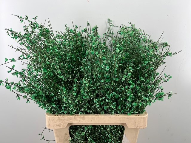 Гениста крашеная Пинк за пучок 65 (краш. ), пуч.