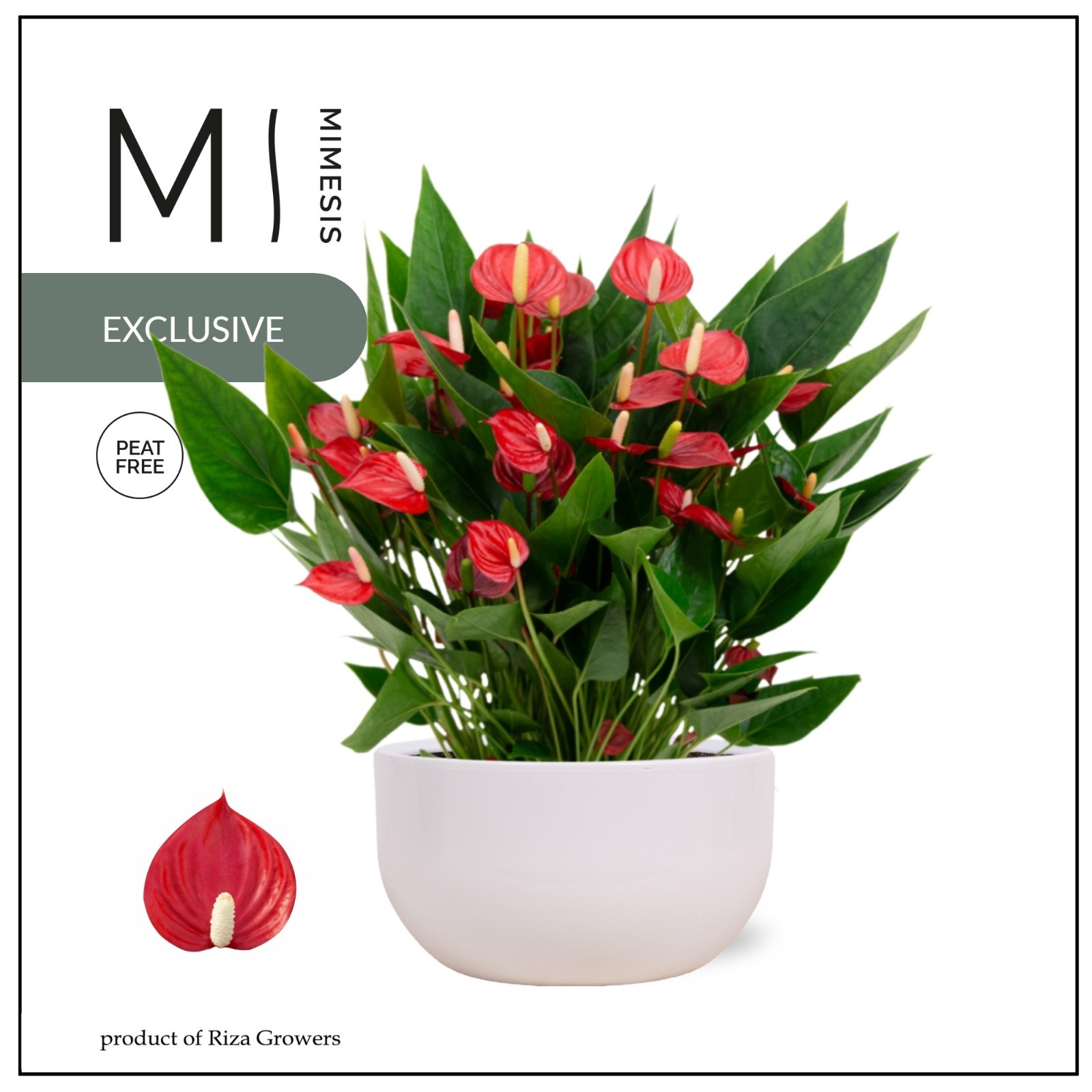 Mimesis Anthurium KARMA Million Flower red - Saskia White 26cm, D 23