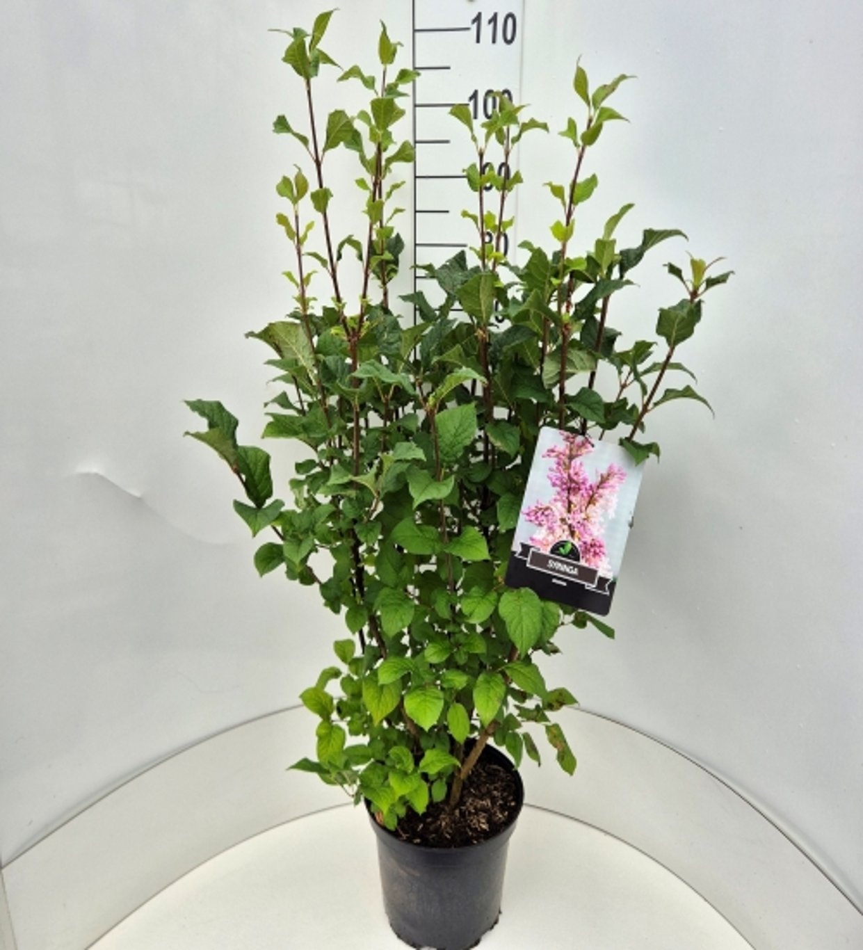 Syringa josikaea, D 28