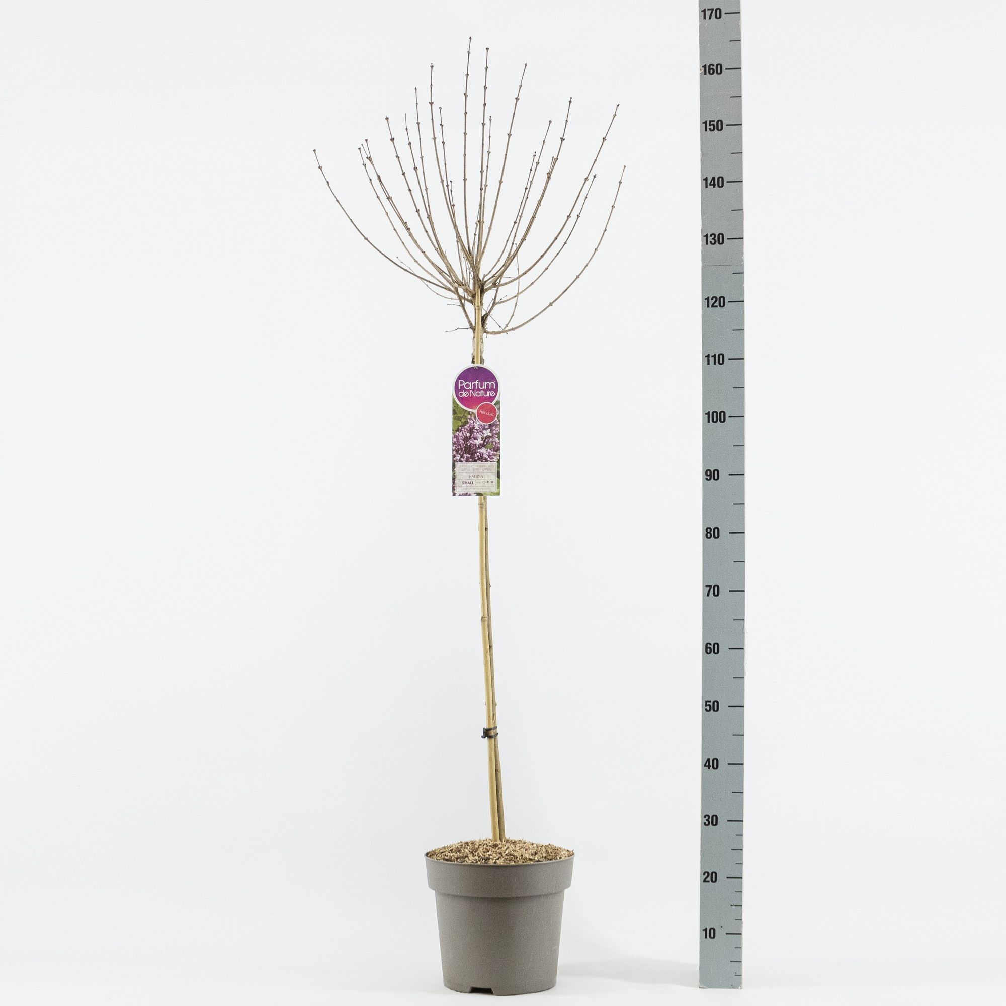 Syringa meyeri Palibin, stam 90, 2-jarig, C10, D 27 cm Syringa meyeri Palibin, stam 90, 2-jarig, C10, D 27 cm