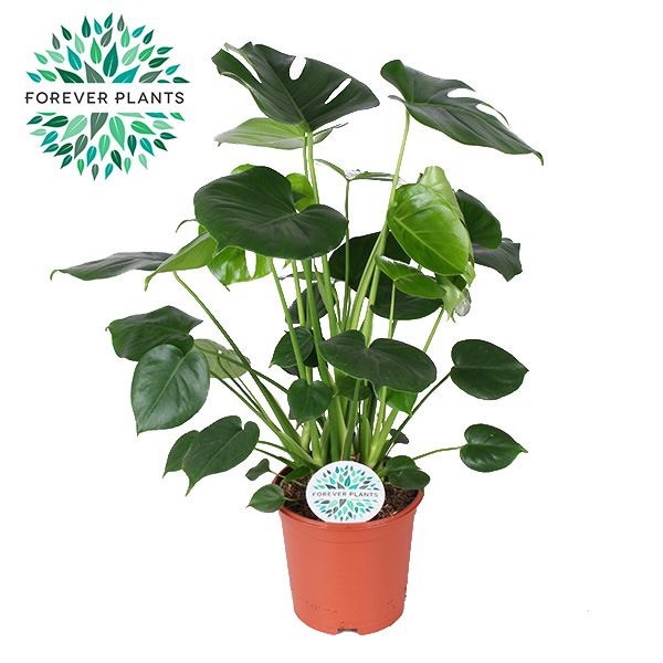 Monstera Deliciosa p21, D 21