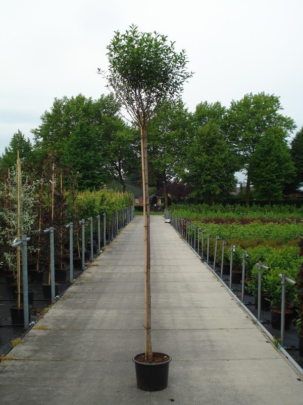 Prunus eminens 'Umbraculifera', D 40