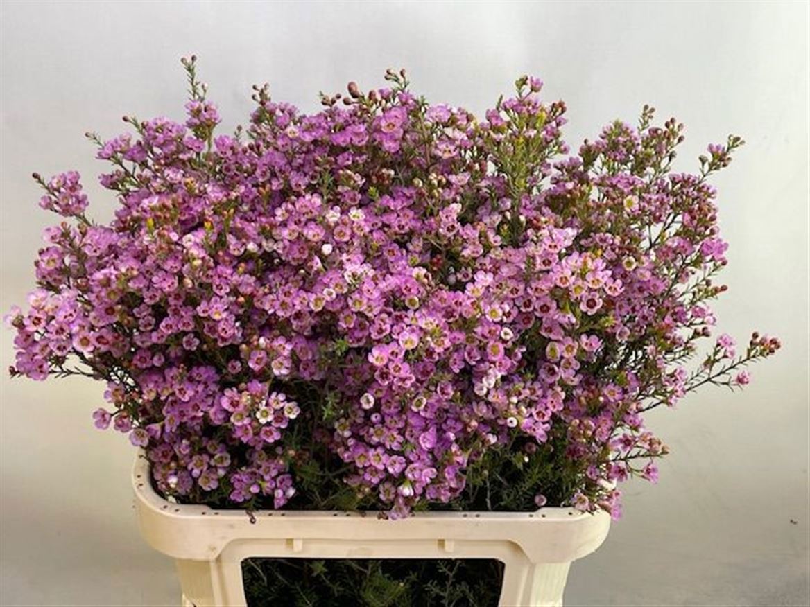 Шамелациум Ади 80 (роз.), шт.