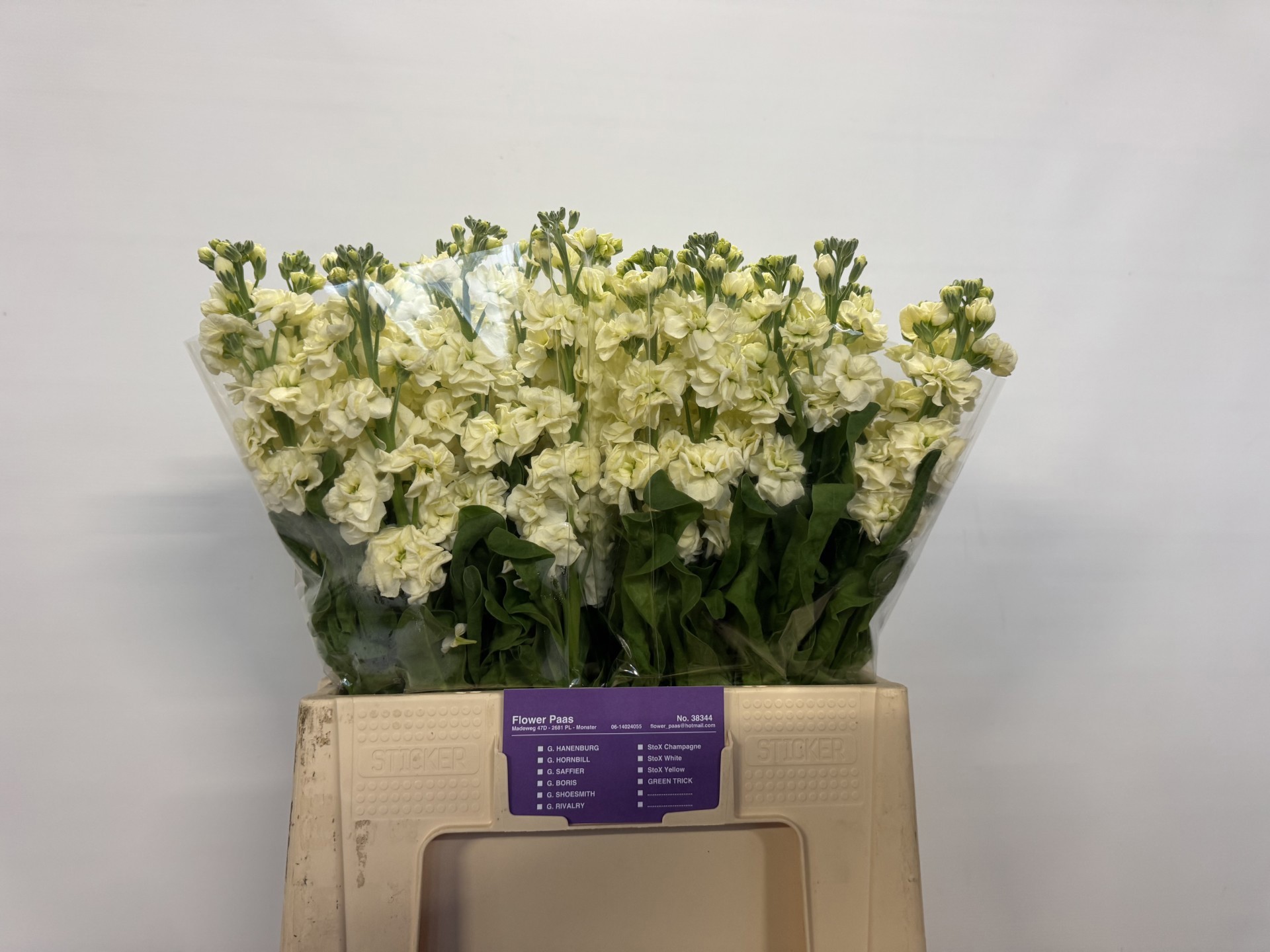 Маттиола од. Стокс Еллоу 65, шт.