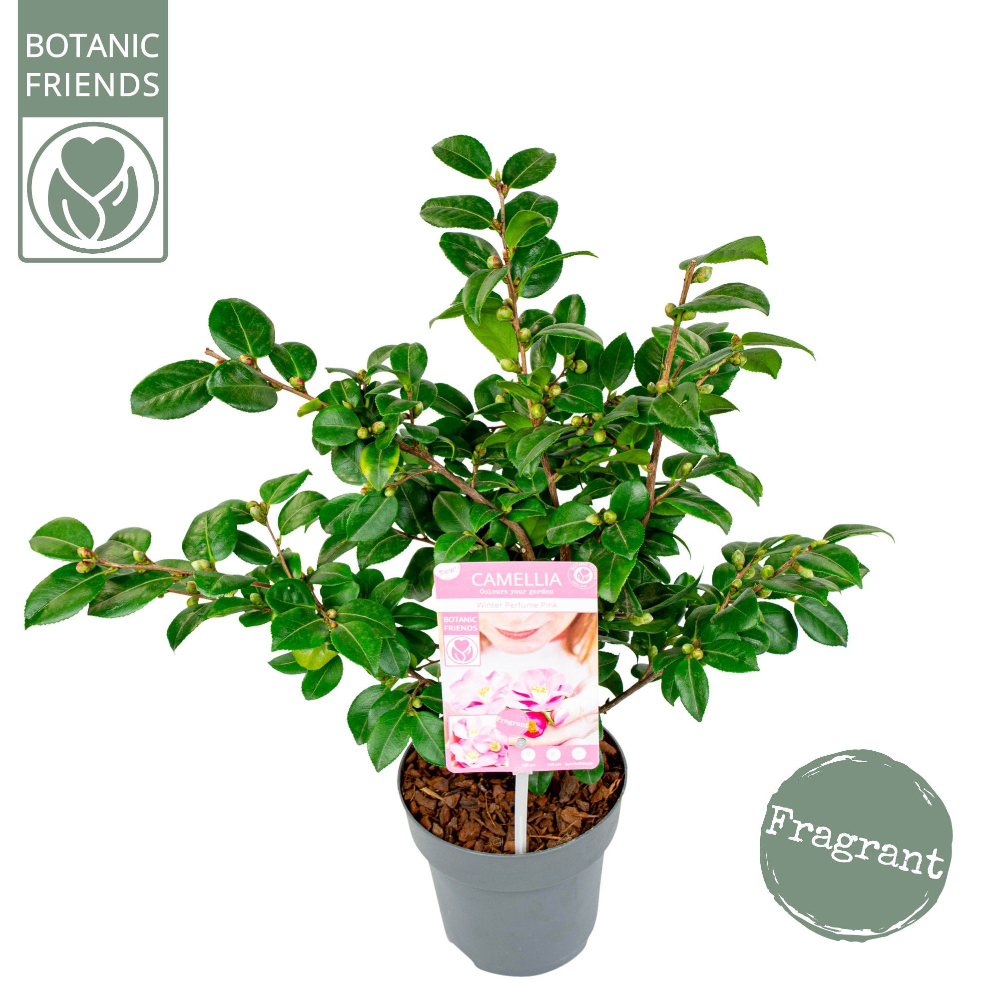 Camellia ja.'Winter Perfume Pink'® Premium, D 15