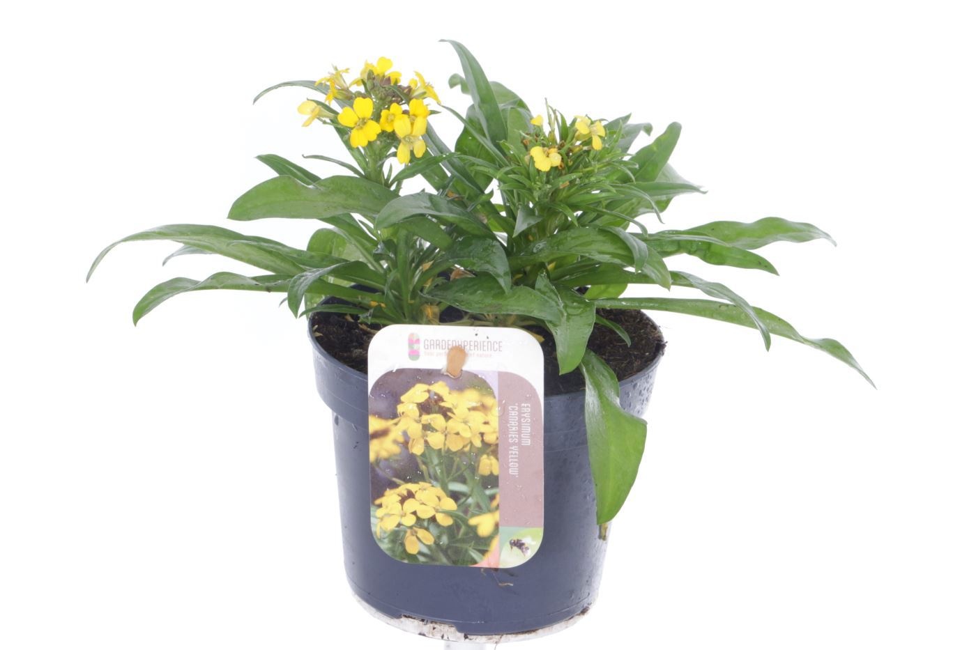 Erysimum Canaries Yellow, D 13